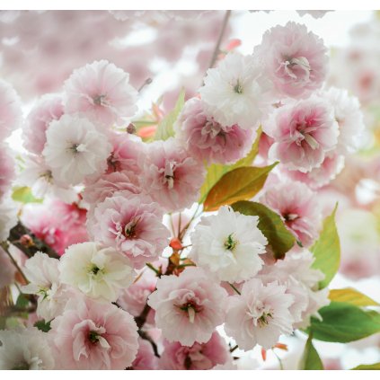 Sakura - Prunus serrulata Fugenzo´Shirofugen´ - ok 12/14 Exkluziv