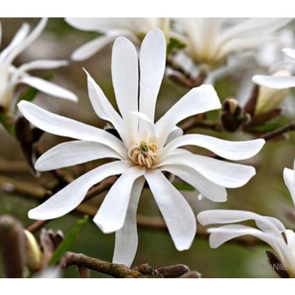 Šácholan hvězdokvětý - Magnolia stellata - 12 l