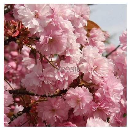 Třešeň okrasná - sakura Prunus serrulata ´Kanzan´ - ok 14/16 - 115 l