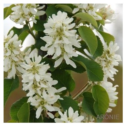 Muchovník olšolistý - Amelanchier alnifolia ´Obelisk´ ® - Exkluziv  Amelanchier alnifolia Obelisk ®
