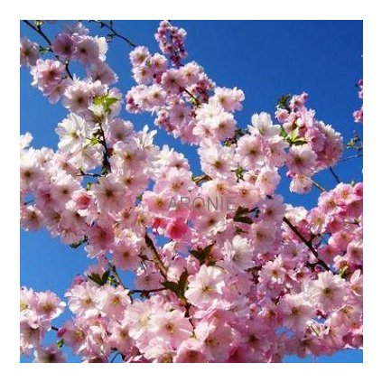 Višeň chloupkatá, sakura - Prunus ´Accolade´ - ok 10-12