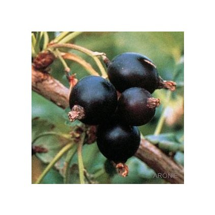 Ovocný keř Josta  Ribes Josta