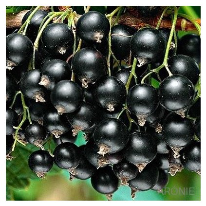 Černý rybíz - Ribes nigrum ´Titania´- 2 l
