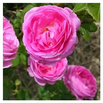 Historická růže bourbonka Louise Odier
