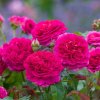 Růže David Austin ´Gabriel Oak ®´  - Novinka !!!