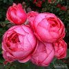Kordes růže Parfuma ´Gartenprizessin Marie-José´ ®