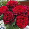 Kordes růže Parfuma ´Gräfin Diana´ ® ADR