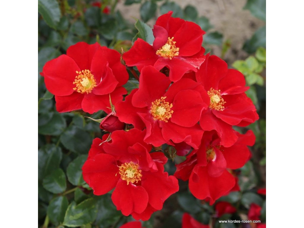 Rosa KORDES 'Alexander von Humboldt'®červená  Růže mini 'Alexander von Humboldt'®