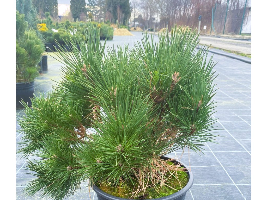 Pinus resinosa 'Nana'  Borovice smolná 'Nana'