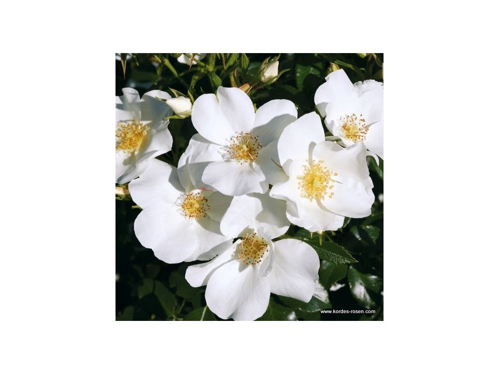 Rosa KORDES 'Escimo'® bílá  Růže polyantha  KORDES 'Escimo'®