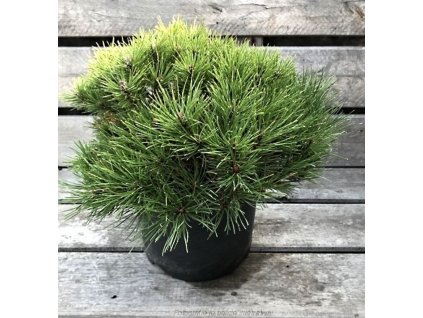 Pinus 'Bambino®'  Borovice  'Bambino®'