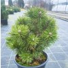 Pinus mugo 'Liliput'  Borovice kleč ´Liliput'
