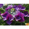Hydrangea macr. B.D.® 'Teller D.A.® Purple'  Hortensie  B.D.® 'Teller D.A.® Purple'