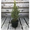 Picea glauca 'Conica'  Smrk sivý 'Conica'
