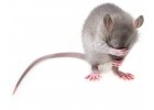 Krmivo pro myši a potkany