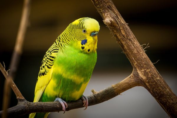 Andulka vlnkovaná: ideální papoušek pro nezkušené chovatele