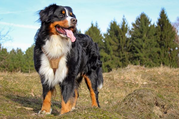 Bernský salašnický pes: mírumilovný obr z hor