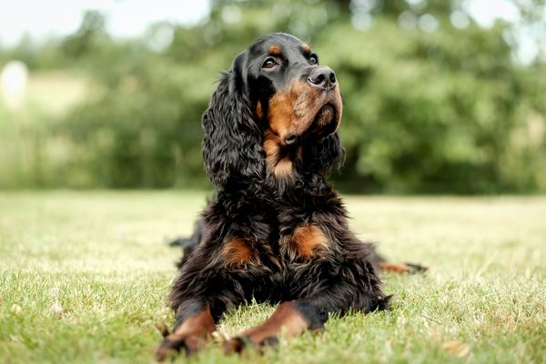 Anglický kokršpaněl: elegantní a temperamentní pes pro rodinu