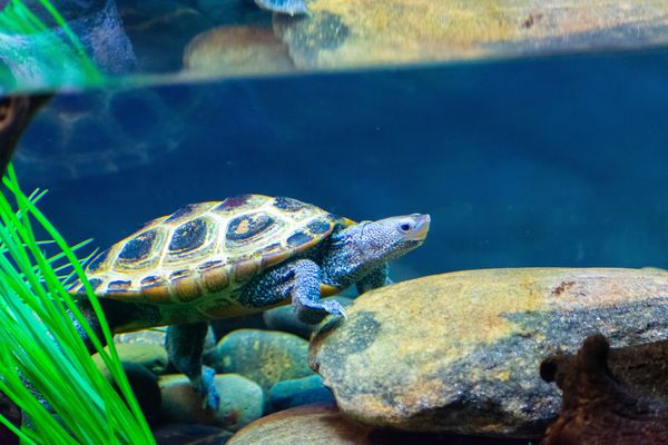 Krmení vodních želv od A do Z