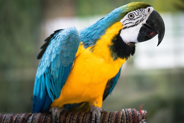 Okouzlující papoušek ara není pro každého