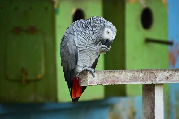 Papoušek šedý (žako): náročný, ale inteligentní společník
