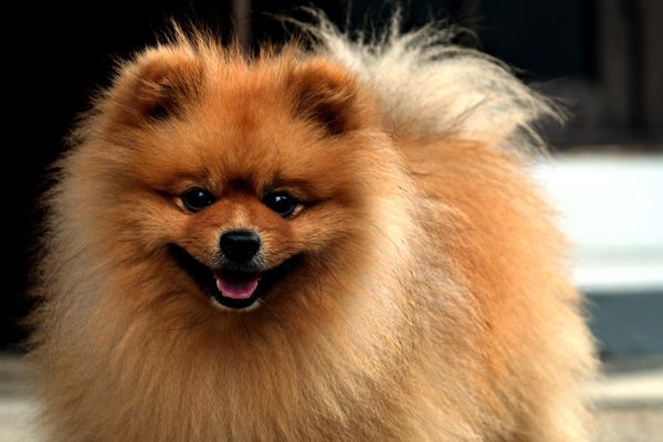 Pomeraniani jako celebrity mezi psími plemeny