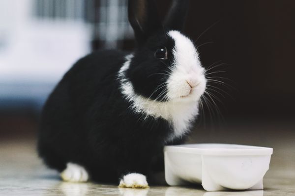 Pořizujeme si králíka: Jak mu vytvořit šťastný domov?